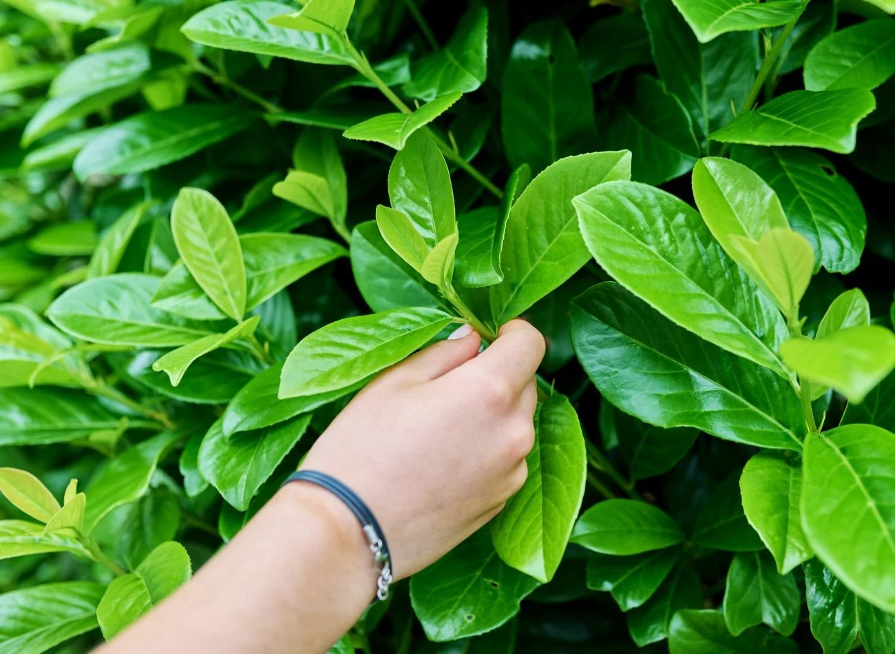 Sadzenie laurowiśni można przeprowadzać przez cały okres wegetacyjny, jednak najlepiej zrobić to wiosną (marzec - kwiecień).