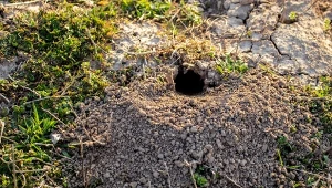 Dziury, niewielkie kopce i płytkie korytarze tuż pod powierzchnią ziemi, przypominające te pozostawiane przez krety świadczą o obecności turkucia w ogrodzie.