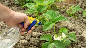 Mało potasowe to bezpieczny środek, który można wykorzystywać jako nawóz i ochornę roślin przed szkodnikami.