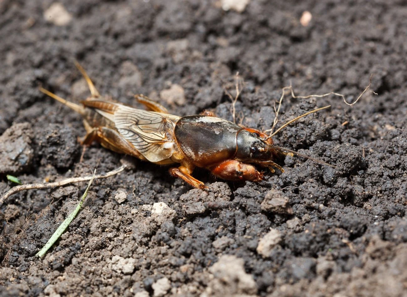 W poszukiwaniu pożywienia turkuć drąży rozległe tunele, które dodatkowo uszkadzają system korzeniowy roślin.