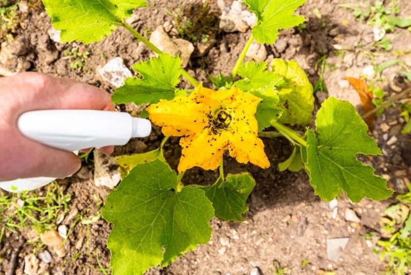 Oprysk z mydła potasowego ogrodniczego zwalcza m.in. mszyce, gąsienice, przędziorki i wełnowce.