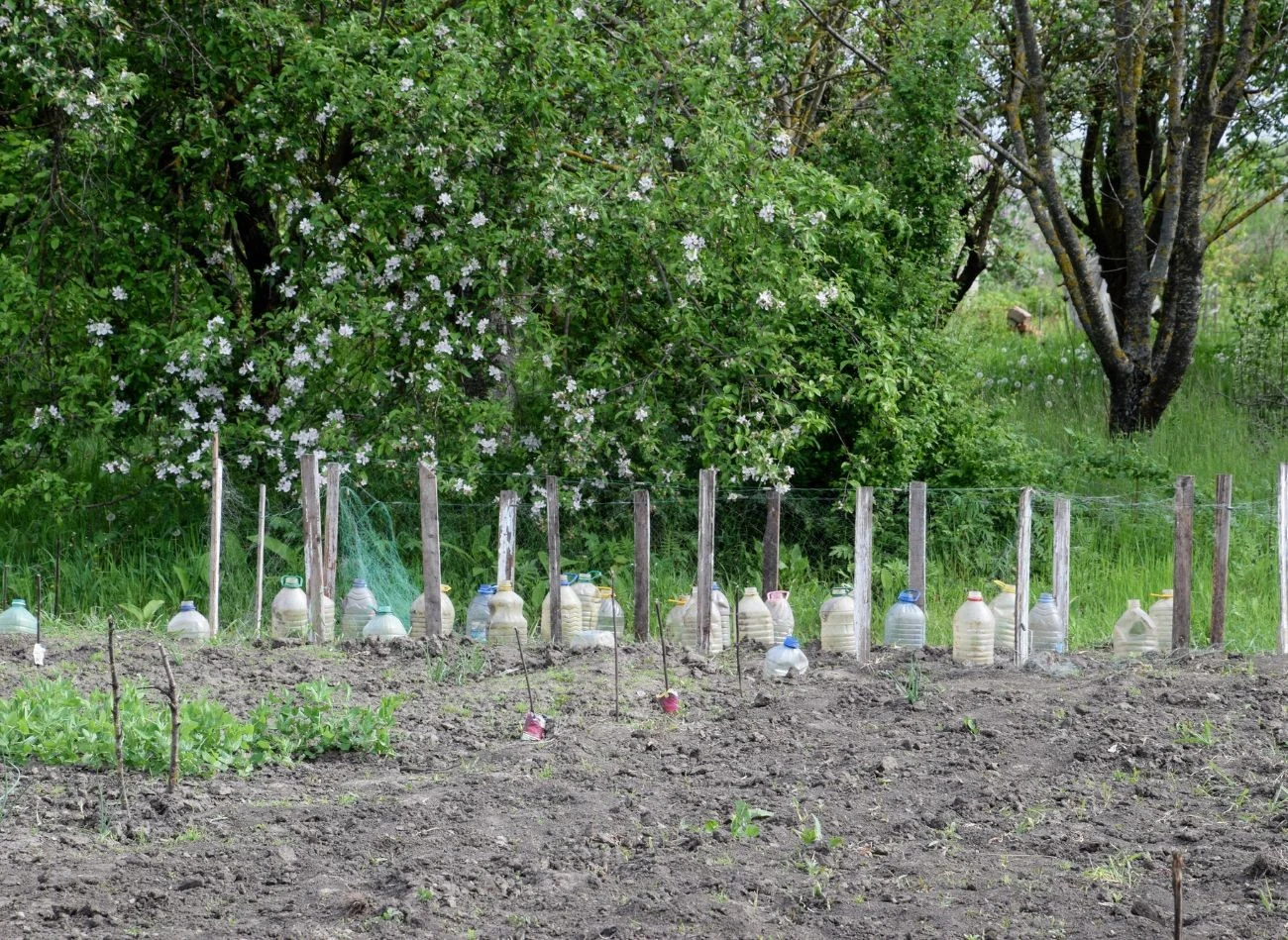 Mechaniczne metody walki ze szkodnikiem, np. zakopywanie w zimie donic czy butelek, przynoszą oczekiwane efekty.