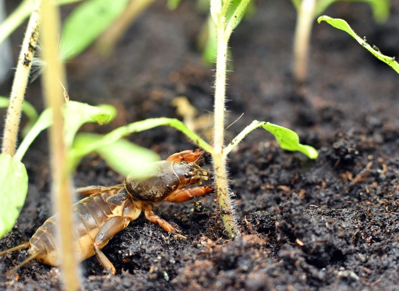 Łatwiej zapobiegać panoszeniu się turkucia z w ogrodzie, niż si e go pozbyć