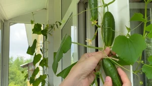 Na balkonie można uprawiać wiele warzyw, również ogórki. Trzeba jednak wybrać specjalną odmianę.