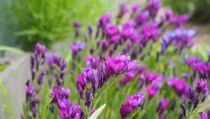 Poznaj najpiękniejsze odmiany frezji ogrodowej.