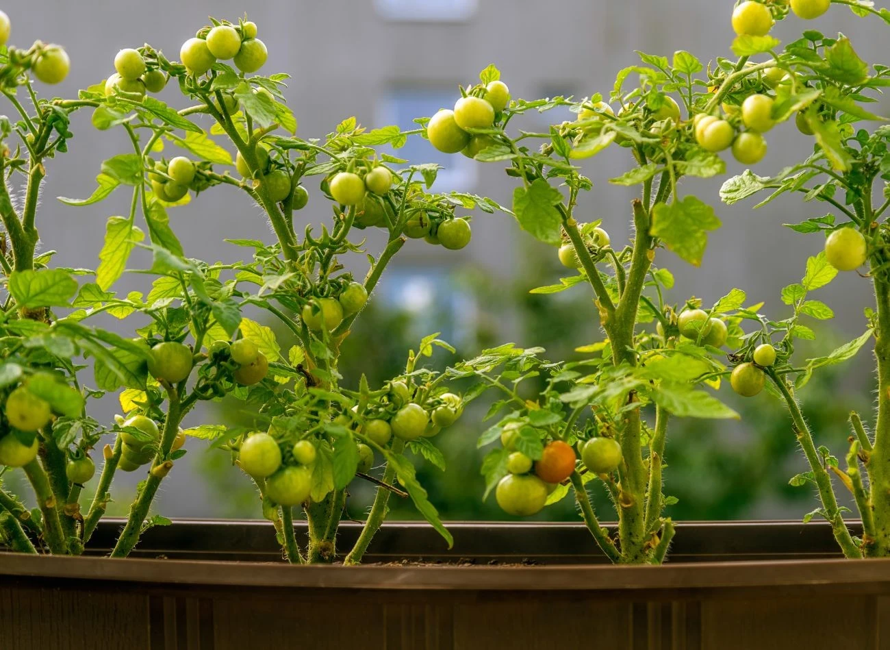 Pomidory koktajlowe to wdzięczne warzywo do uprawy na balkonie.