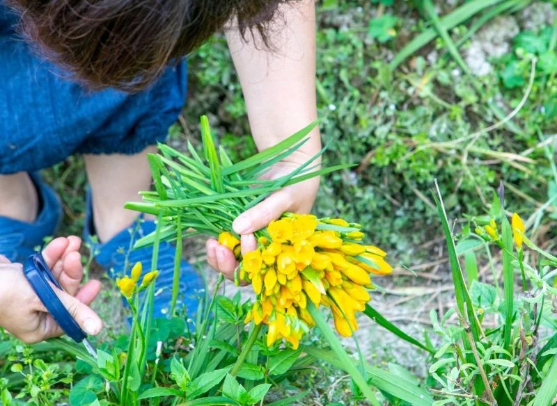 Możemy zdecydować się na odmiany frezji o intensywnie żółtych kwiatach