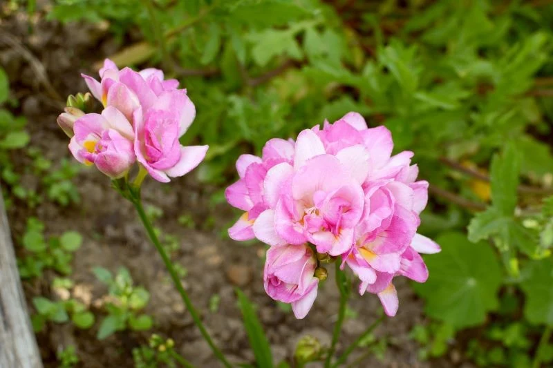 Dla frezji dobre będzie słoneczne lub lekko zacienione stanowisko