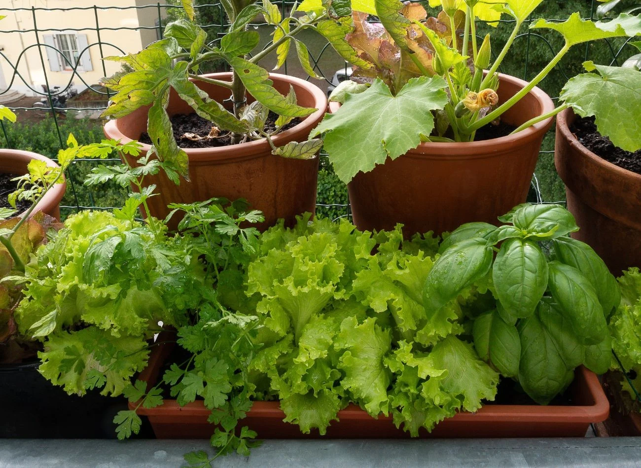 Sałata to dobry wybór dla początkujących. Jej uprawa jest prosta, a efekty zadowolą nawet najbardziej wymagających.