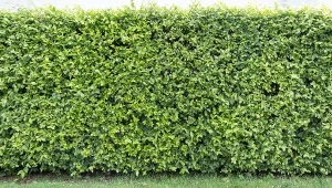 Żywopłot modułowy to rozwiązanie, które w ostatnich latach cieszy się dużą popularnością.