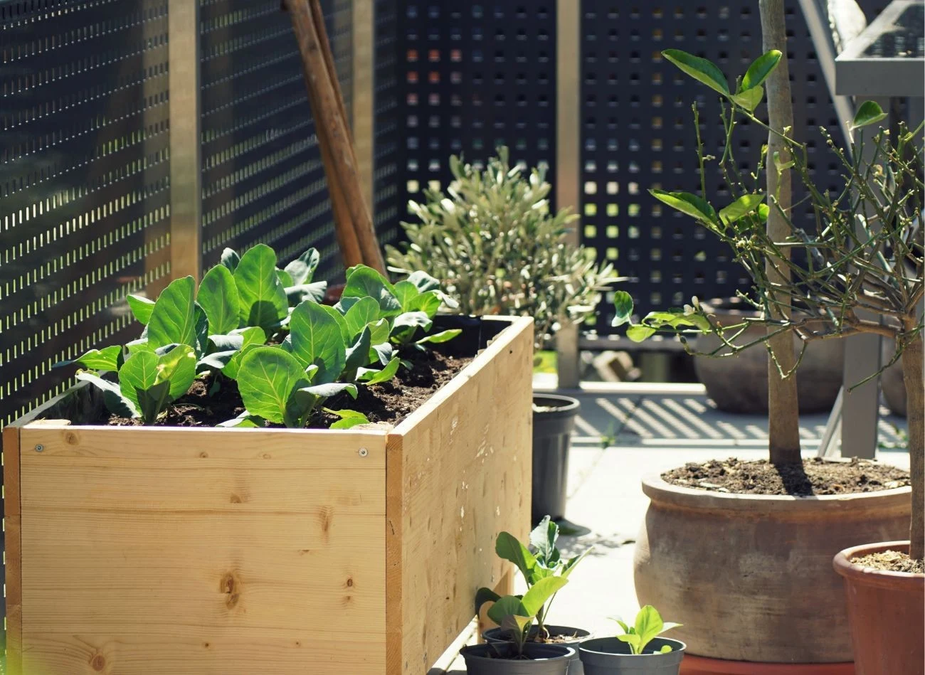 Właściwa opieka nad roślinami to podstawa sukcesu w uprawie warzyw na balkonie.