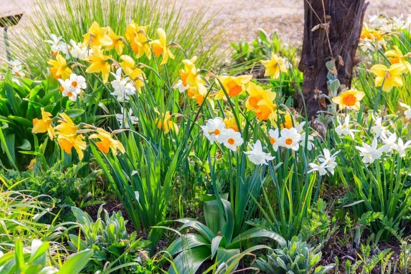 Żonkile to zwiastuny wiosny i symbole odrodzenia