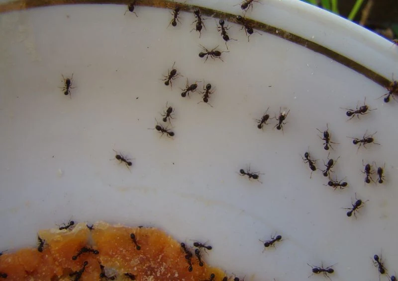 Mrówki mają świetnie rozwinięty zmysł węchu