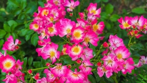 Jak pielęgnować róże okrywowe w ogrodzie?