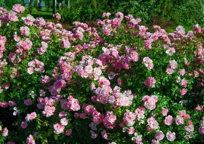 Róże okrywowe warto sadzić w miejscach nasłonecznionych.