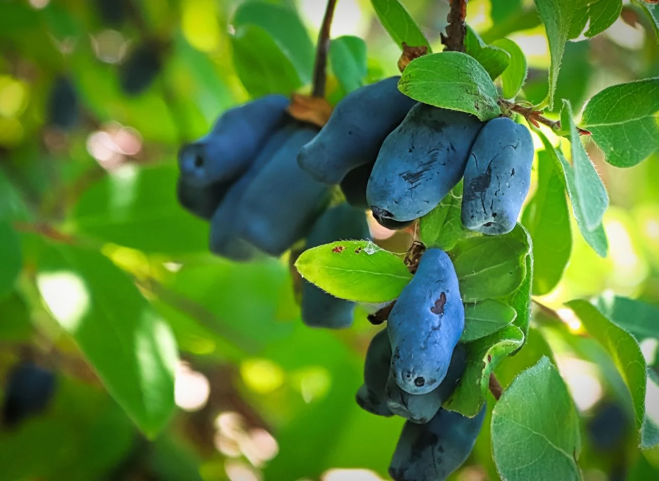 Jest kilka odmian jagody kamczackiej, które zapewniają duże i słodkie plony.