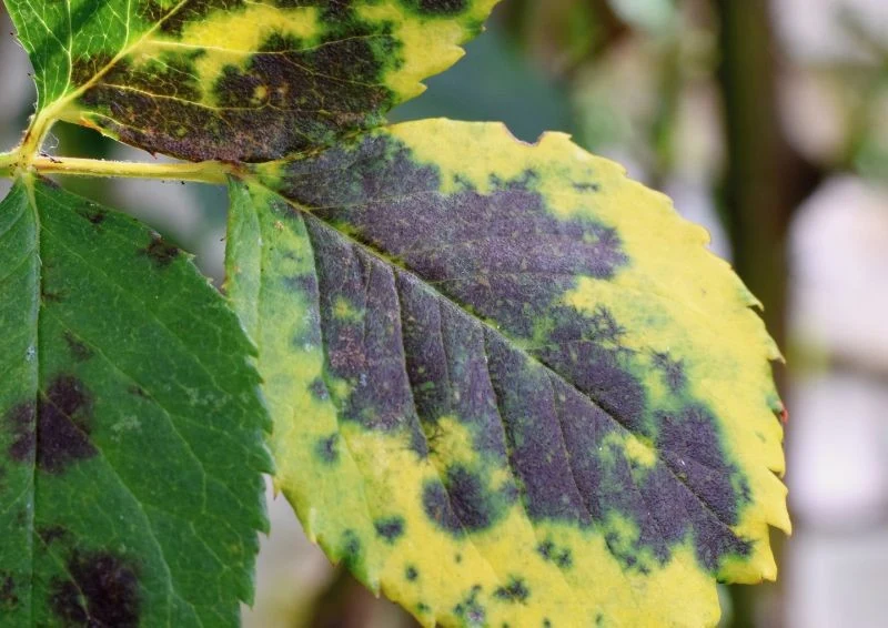 Z chorobami róż trzeba szybko walczyć.