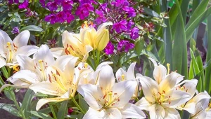 Nawożenie lilii trzeba rozpocząć już w kwietniu. Jaki nawóz zbędzie najlepeszy?