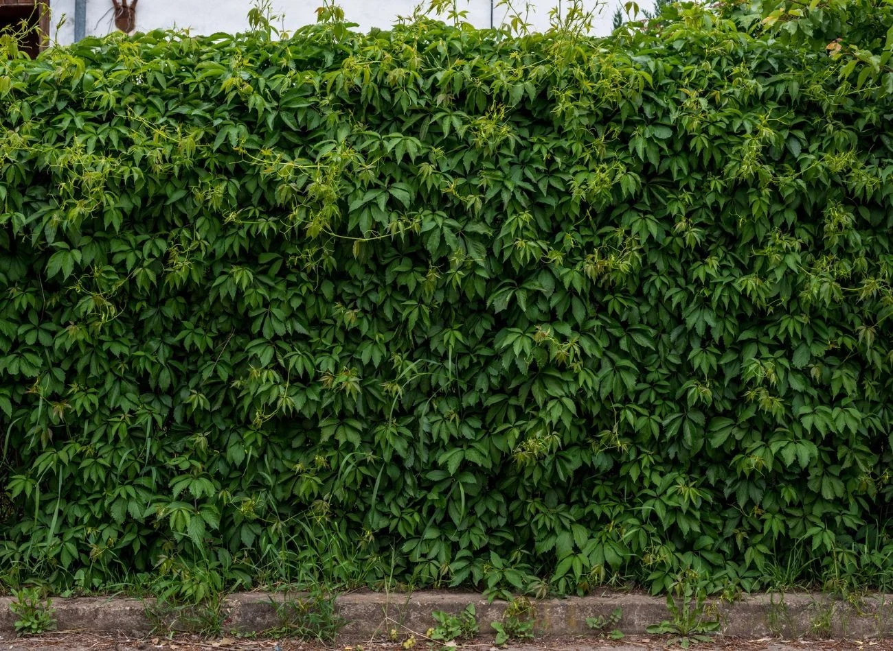 Czy sąsiad może żądać usunięcia pnączy ze wspólnego płotu?