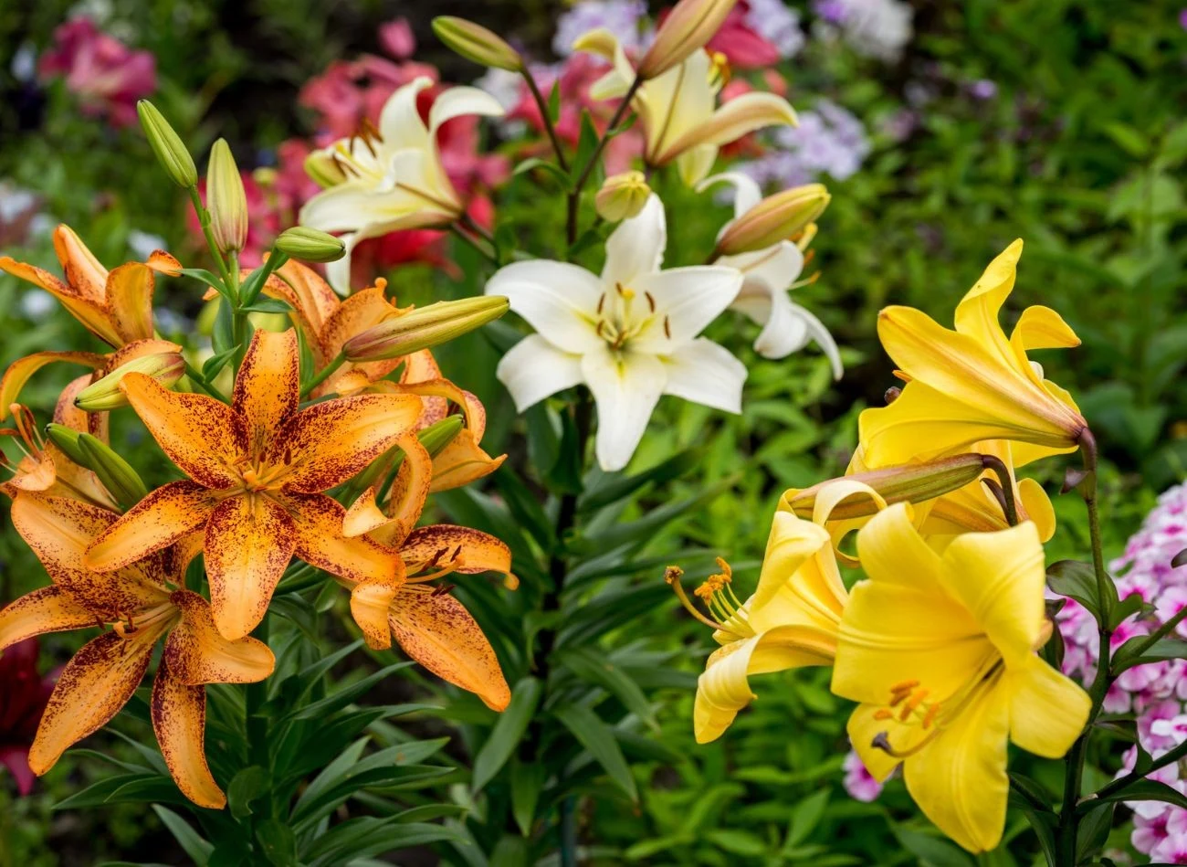 Naturalne nawozy, bogate w fosfor oraz potas, wspomagają kwitnienie lilii.