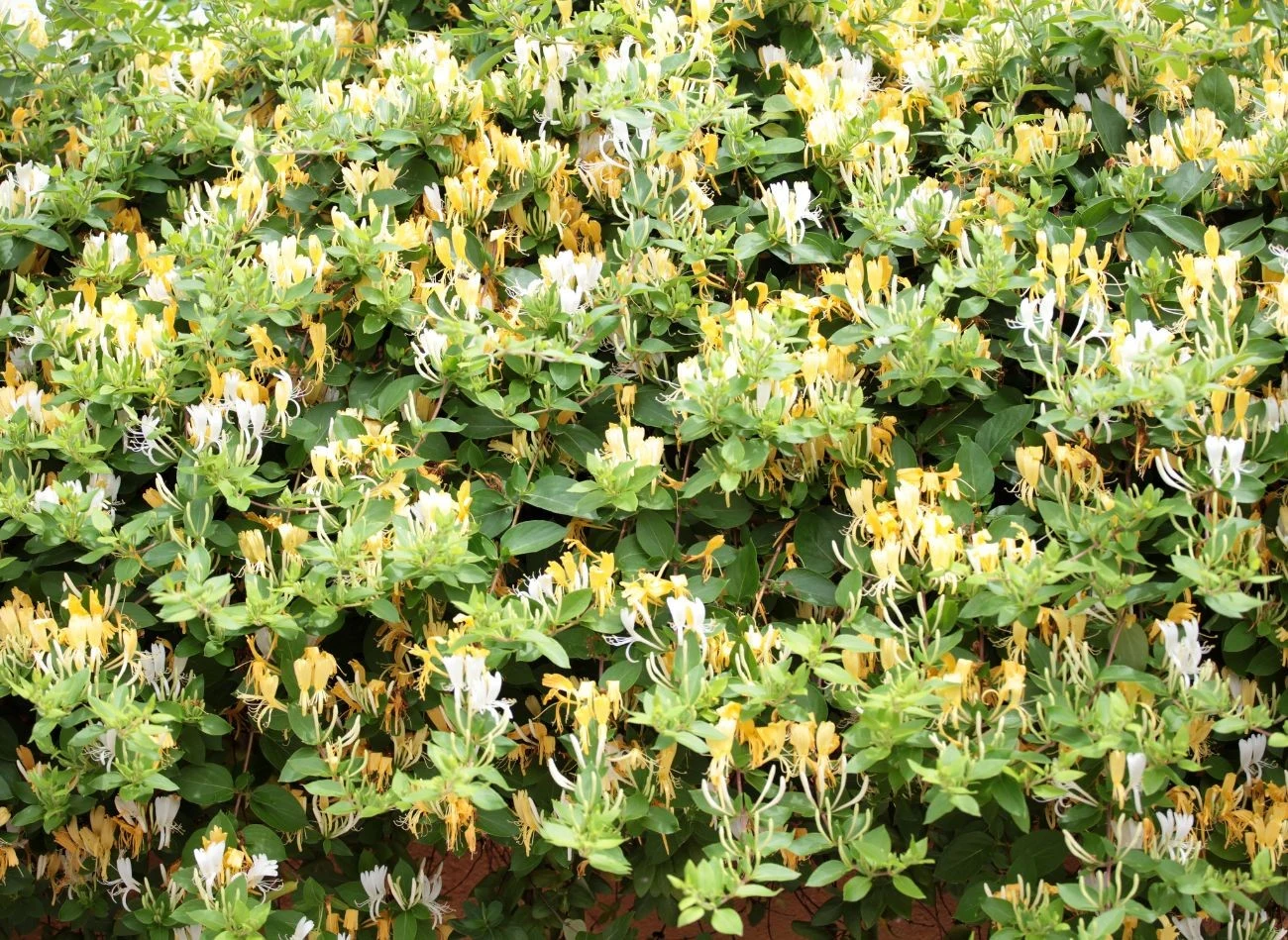 Wiciokrzew to roślina polecana na wspólny płot - łatwo go przycinać i kształtować