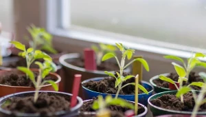 Zastosuj najlepsze babcine odżywki na wzmocnienie sadzonek pomidora, ogórka i papryki.