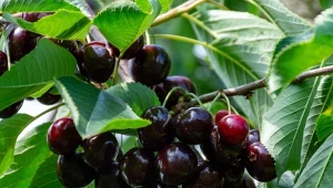 Jak uchronić czereśnie przed robakami. Nie tylko opryski pomagają?