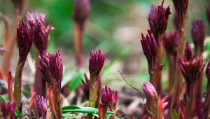 Piwonie najlepiej nawozić dwa razy w roku: wiosną (kwiecień–maj) i jesienią (wrzesień–październik).