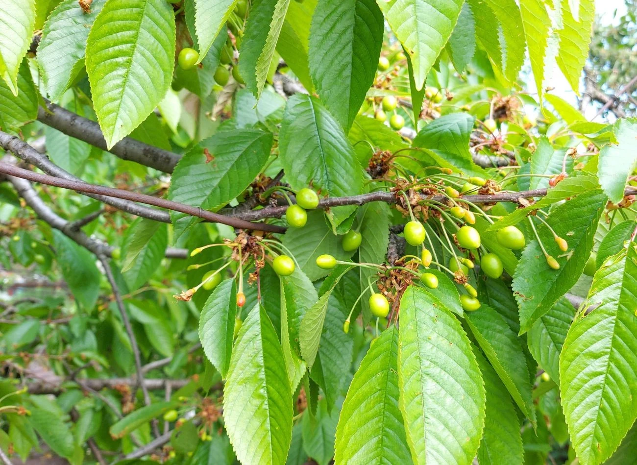 Straty spowodowane działalnością nasionnicy trześniówki mogą sięgać nawet 100 proc. w przypadku odmian późnych czereśni.