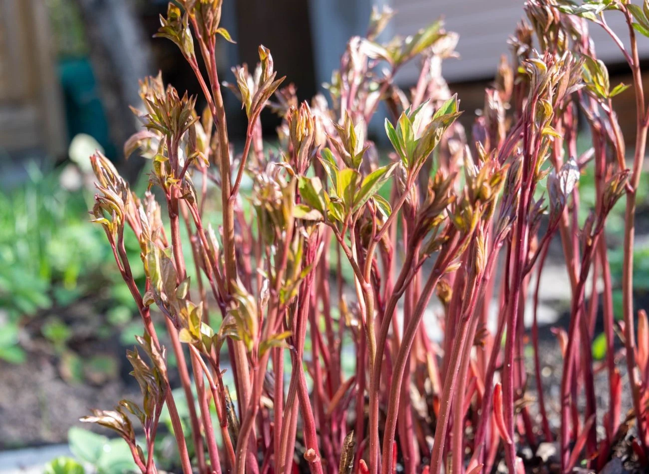 Piwonie możesz zasilać nawozami mineralnymi bogatymi w potas i fosfor. Najlepiej pochodzenia naturalnego.