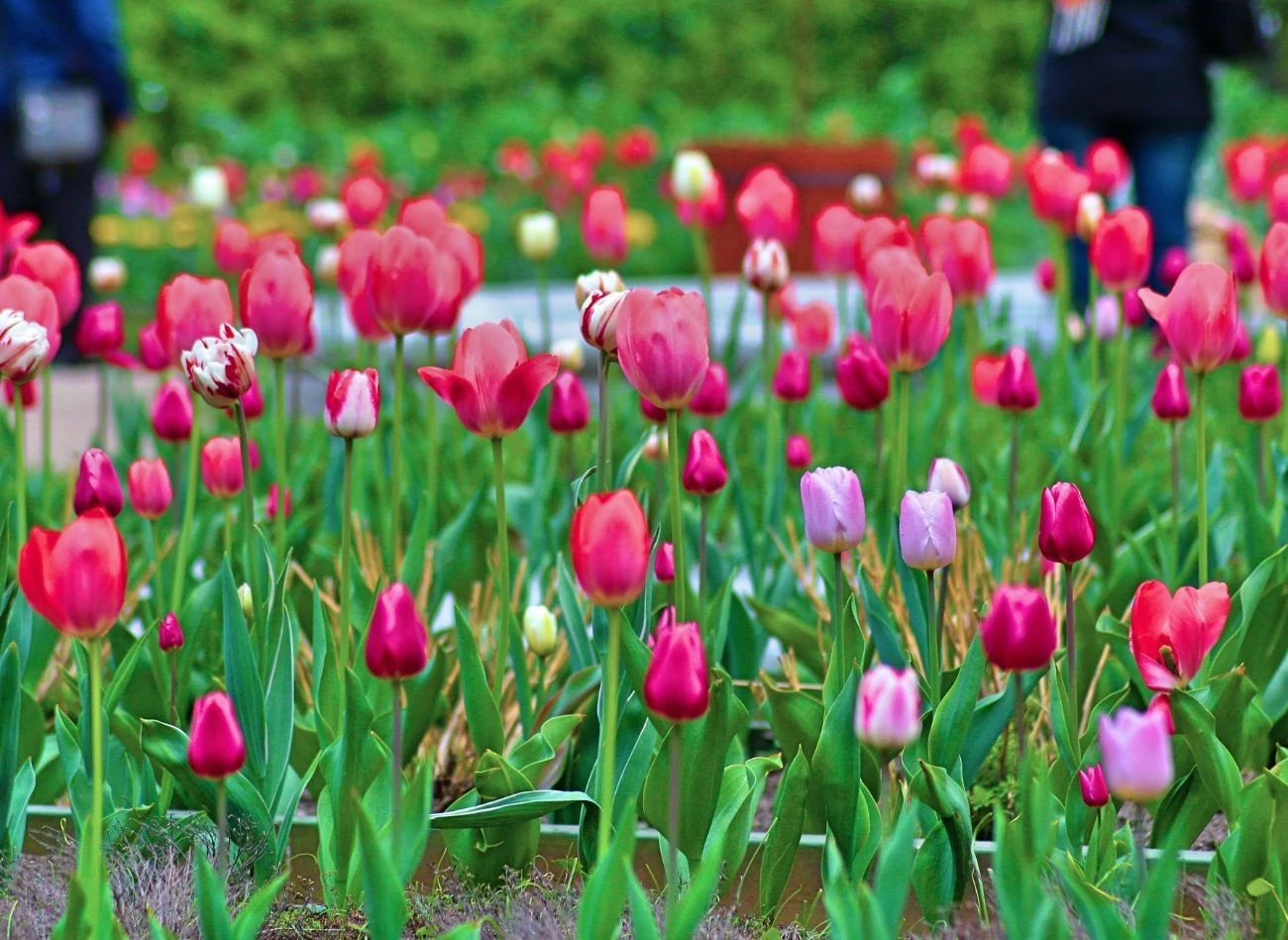 Nawożenie azotem wspomaga kwitnienie tulipanów.
