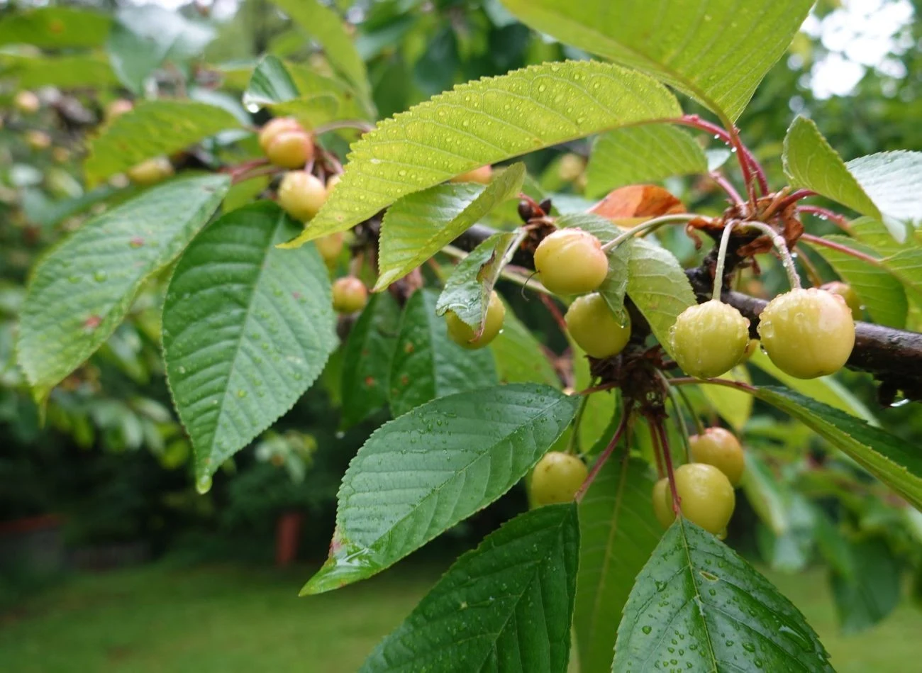 Wczesne odmiany czereśni dojrzewają, zanim wystąpi wylot muchówek.