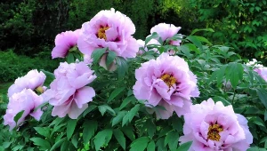 Piwonia drzewiasta to królowa wiosennego ogrod.