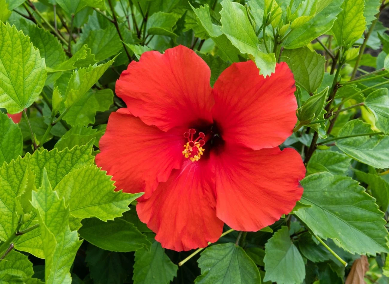 By hibiskus pięknie kwitł, należy go również ściółkować. Ściółka pomaga w utrzymaniu odpowiedniego poziomu wilgotności gleby.