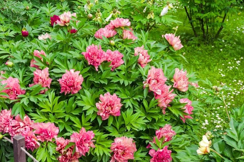 Piwonia drzewiasta może mieć pojedyncze, półpełne lub pełne kwiaty