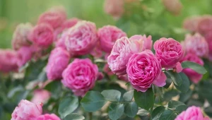 Róże burbońskie to jedne z najpiękniejszych przedstawicielek róż historycznych.