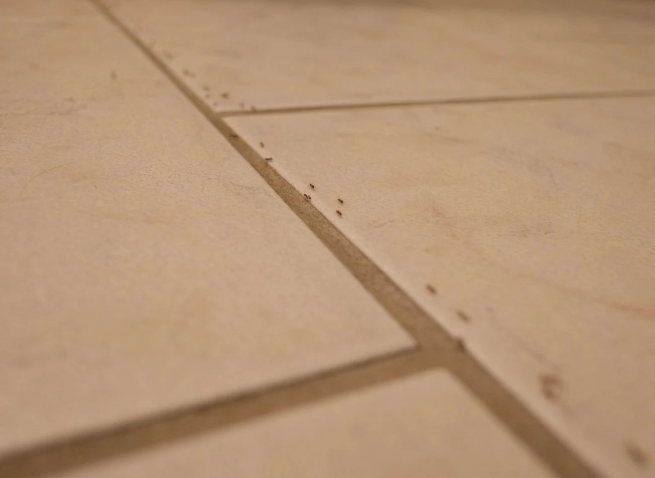 Mrówki najczęściej dostają się do domu przez drzwi wejściowe lub balkonowe.