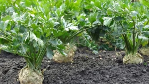 Seler korzeniowy można uprawiać u nas tylko z rozsady. Jak sadzić, by bulwa była duża i twarda?