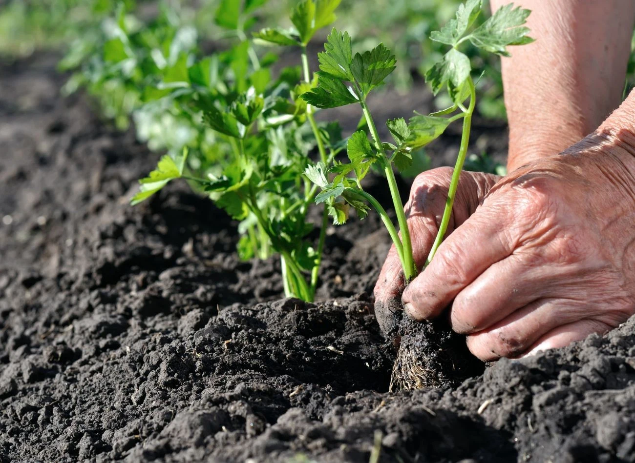 Rozsady selera trzeba sadzić do gruntu na tę samą głębokość, na jakiej rosły w doniczkach.