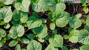 Siew ogórków gruntowych na rozsadę gwarantuje przyspieszenie zbiorów nawet o miesiąc.