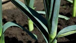Uprawa porów nie jest trudna, ale trzeba pamiętać o kilku ważnych zasadach.