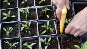 Pomidory potrzebują wapnia do prawidłowego wzrostu. Jego niedobór może prowadzić do rozwoju suchej zgnilizny wierzchołkowej owoców.