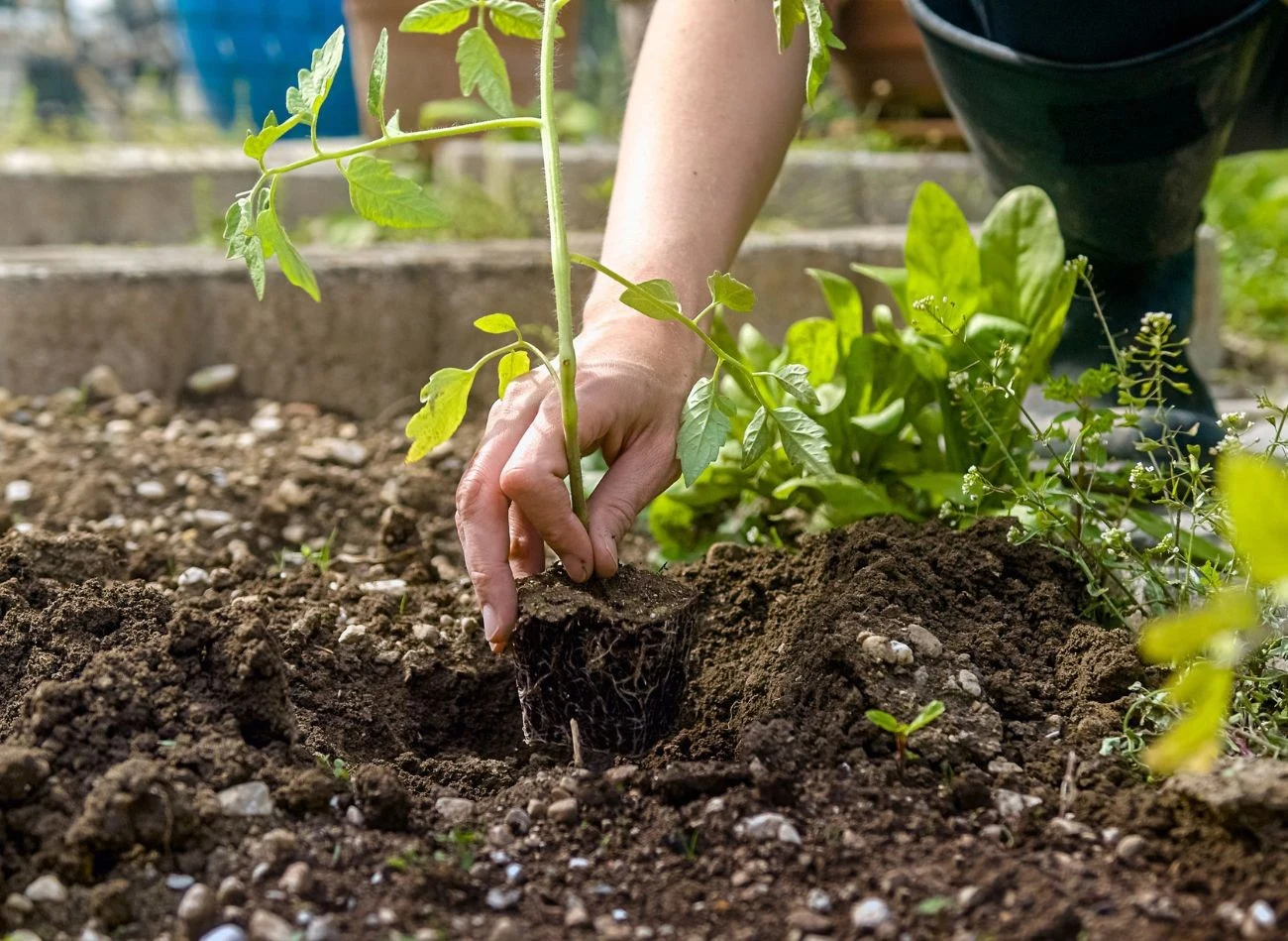 W przypadku młodych sadzonek bez pąków, możesz włożyć świeże, pokruszone skorupki bezpośrednio do wykopanego dołka – tuż pod korzeń.