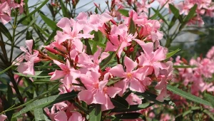 Ważnym aspektem pielęgnacji oleandra po zimie jest nawożenie.