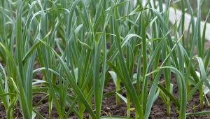 Naturalny nawóz do czosnku. Pomoże przy żółknącym szczypiorze