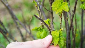 Jak najłatwiej rozmnożyć porzeczkę? Po 2 tygodniach będziesz mieć ukorzenione sadzonki