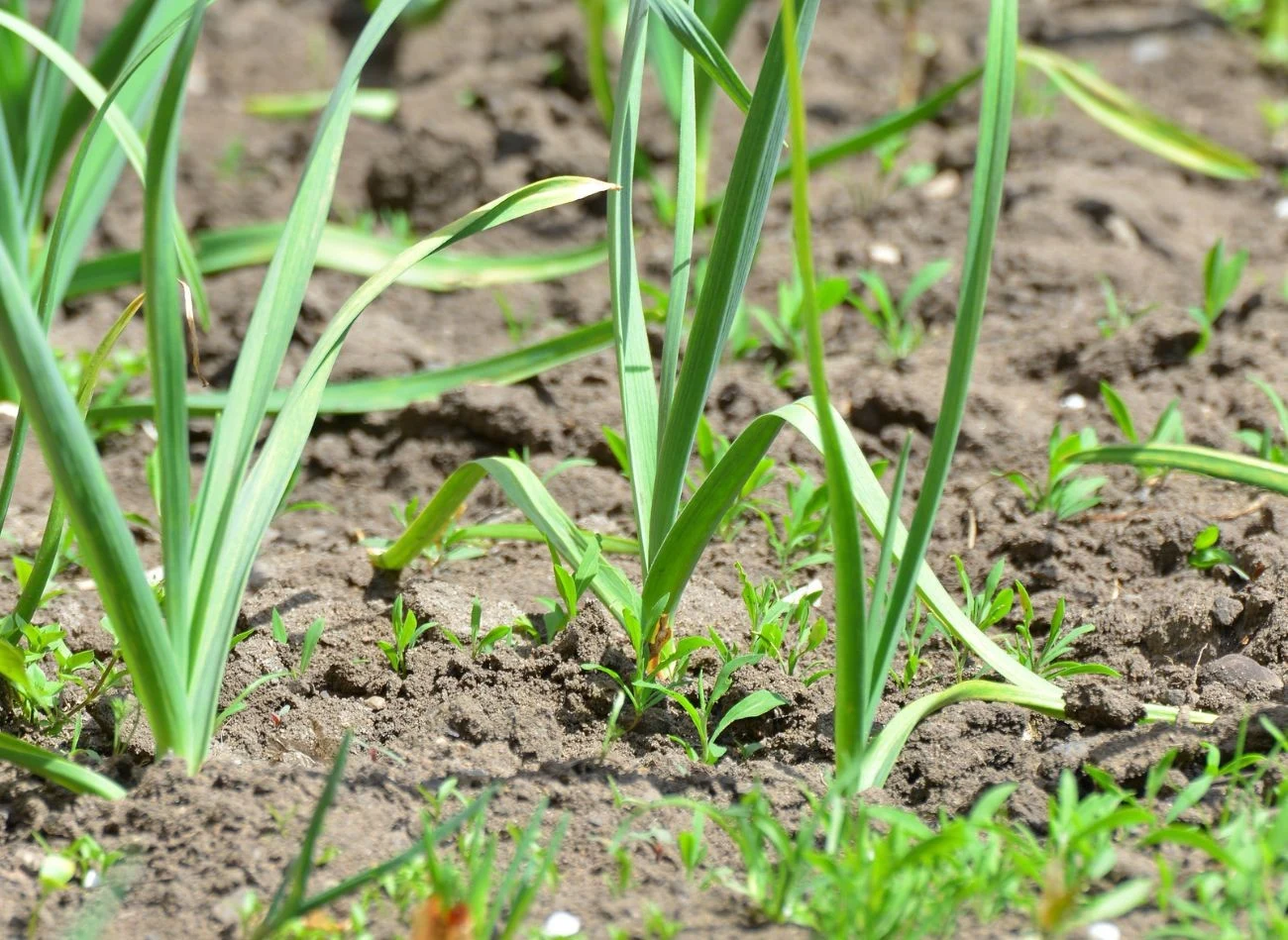 Jeśli całe liście czosnku z dnia na dzień żółkną coraz bardziej, a roślina słabo trzyma się podłoża, oznacza to atak szkodników lub grzybów