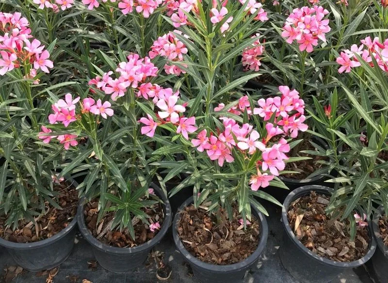 Ze względu na obfite kwitnienie oleander ma stosunkowo wysokie wymagania pokarmowe