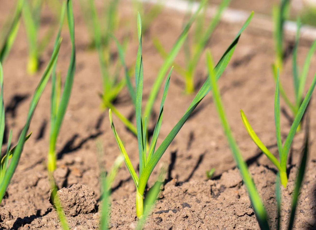 Warto wzmocnić czosnek na wiosnę, stosując odpowiednie nawozy naturalne.