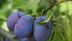 W kwietniu pryskaj drzewa owocowe naturalnym preparatem. Zapomnisz o robakach w śliwkach czy jabłkach